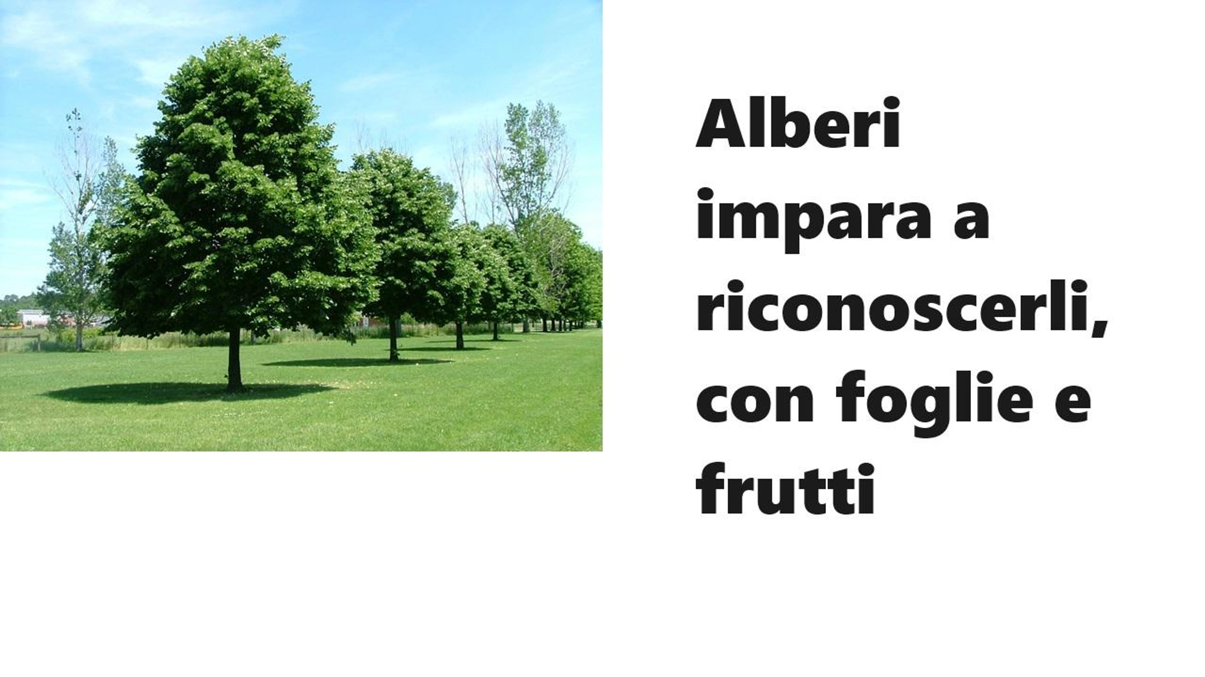 Alberi in VR