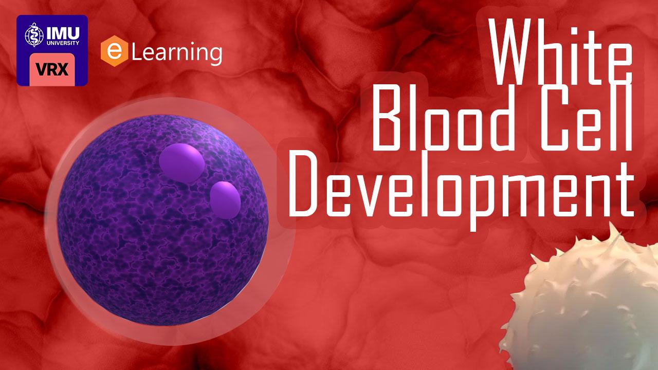 White Blood Cell Development: Main