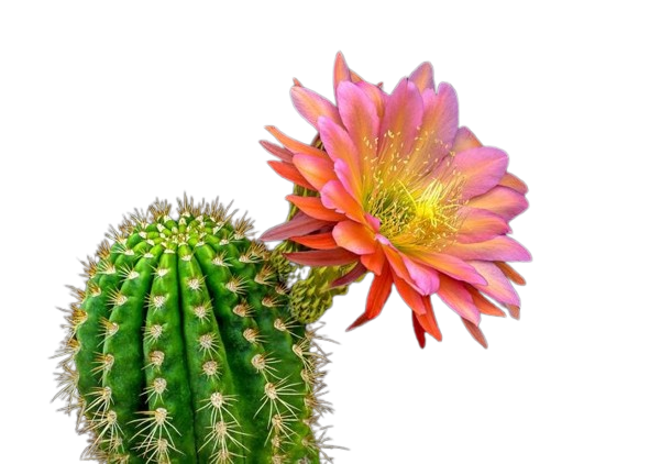 Cactus Corner