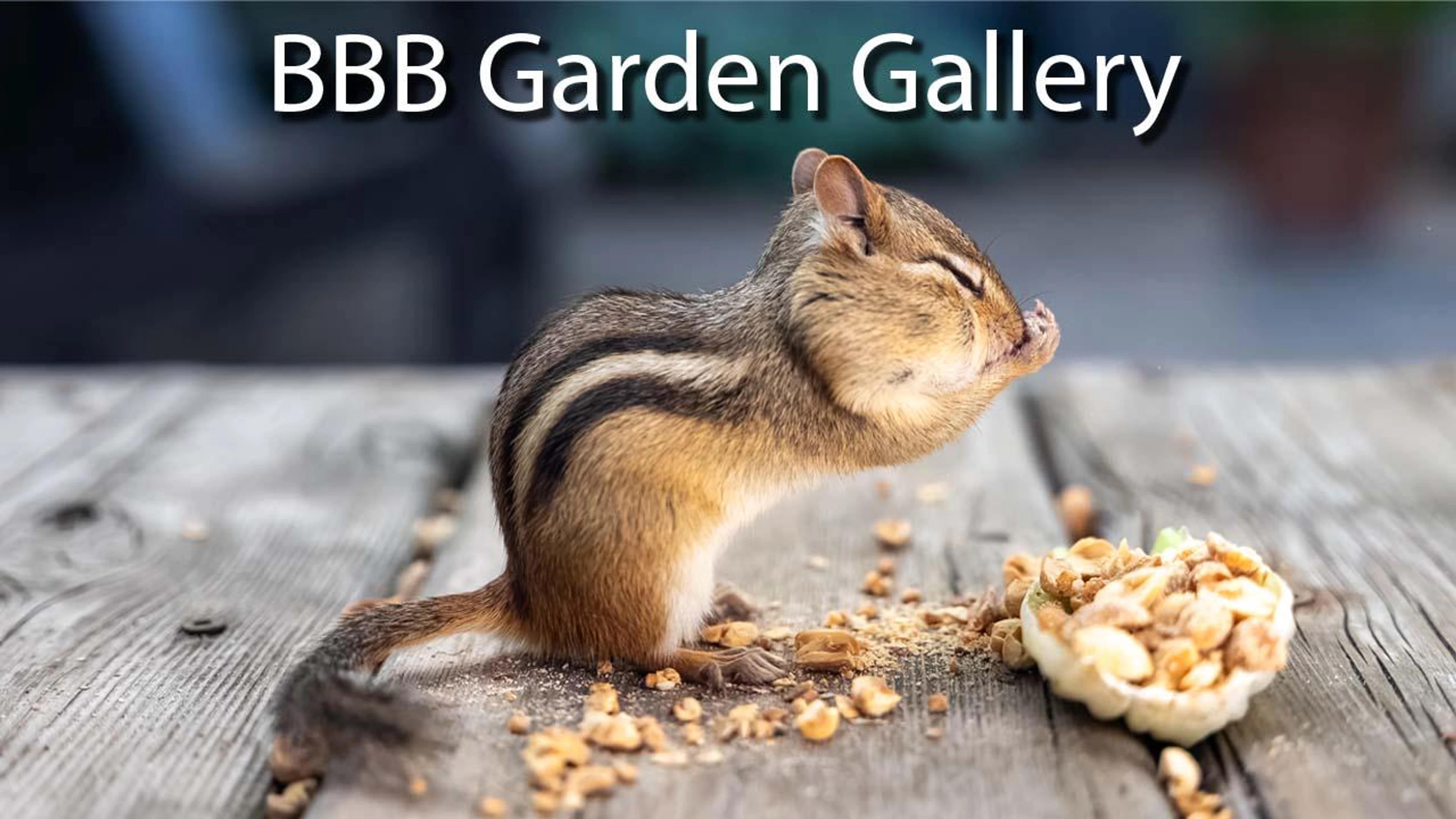 BBB Garden Gallery