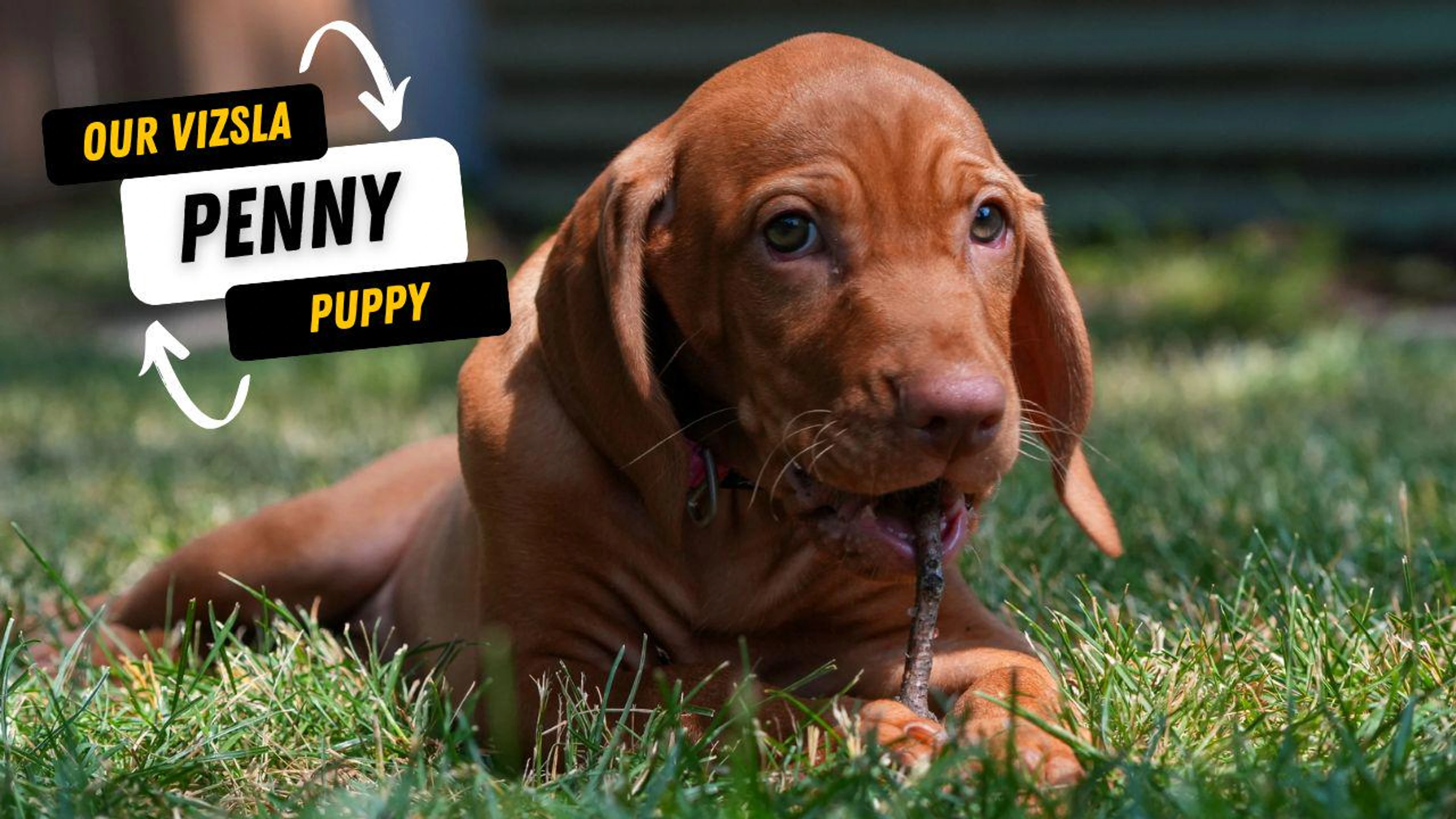 Penny the Vizsla Puppy