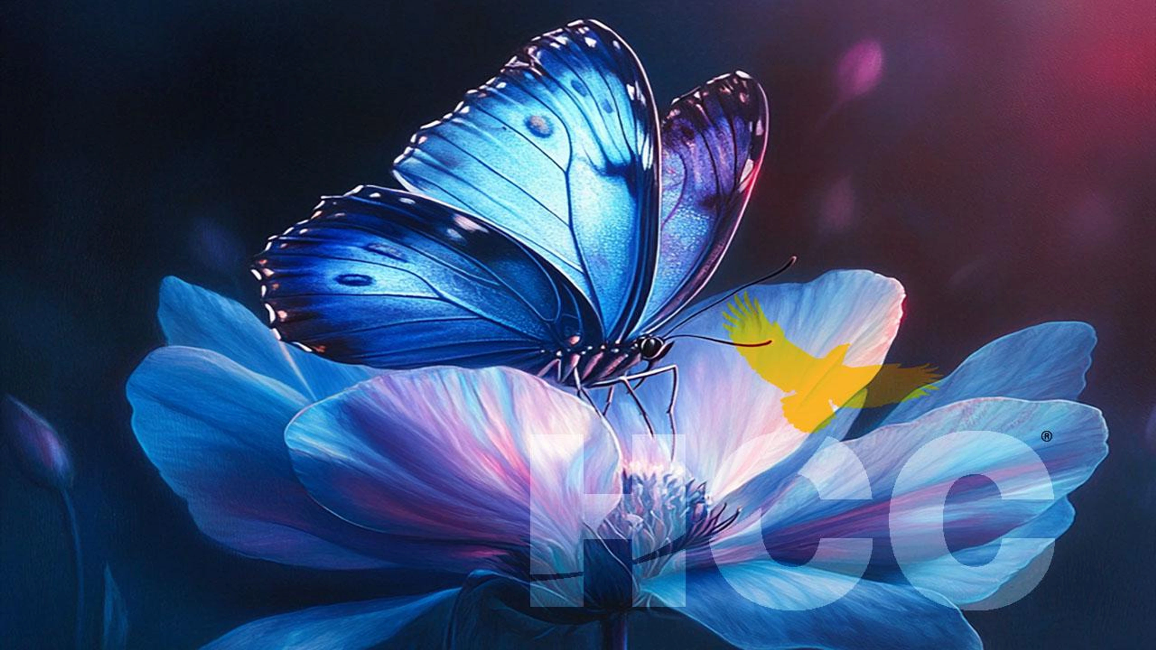 HCC Cares: Prof. Graham