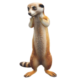 Merry the Meerkat