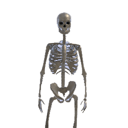 New_Skeleton